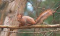 /album/kuvagalleria/squirrel-9109-jpg/